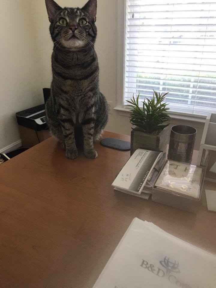 Nwr- show me your fur babies