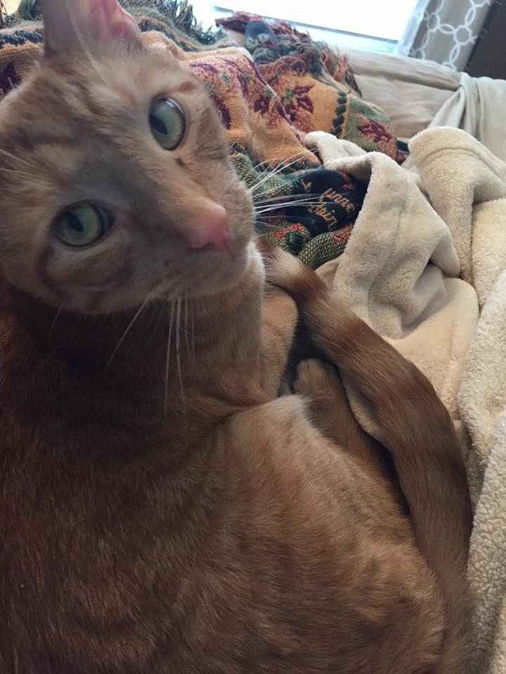 Nwr- show me your fur babies