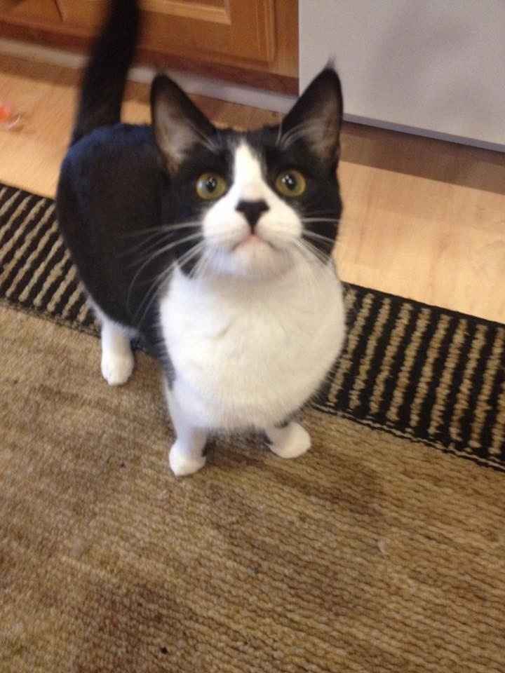 Nwr- show me your fur babies