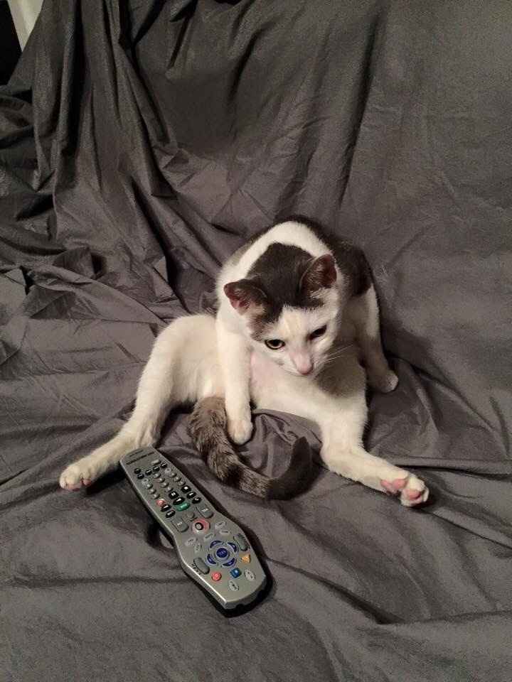 NWR Happy Fursday! Show me your fur babies!