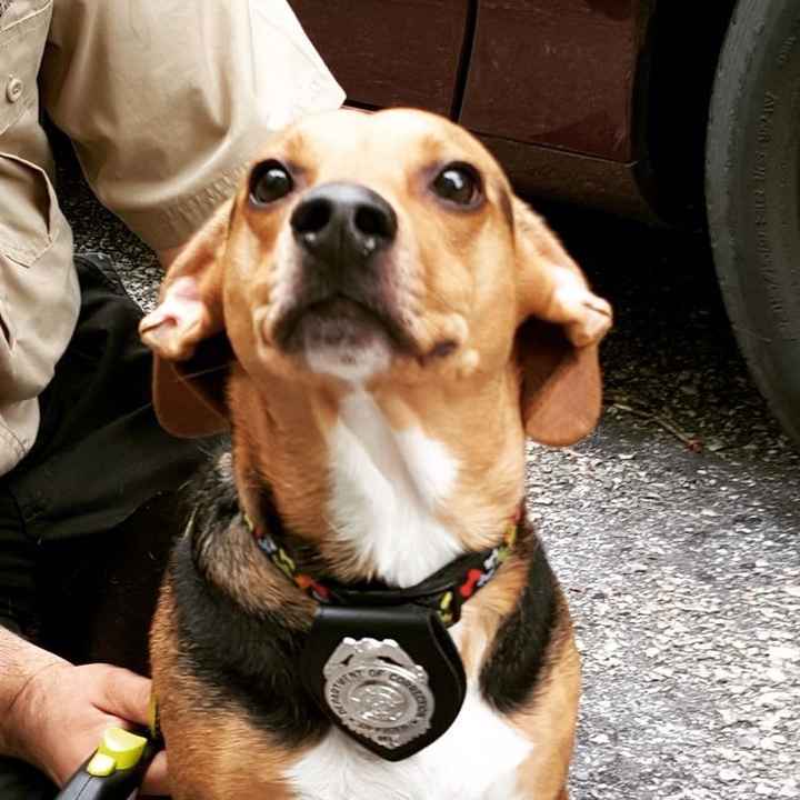 Spinoff: Show us your rescues!