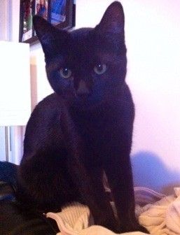 NWR Happy Fursday! Show me your fur babies!