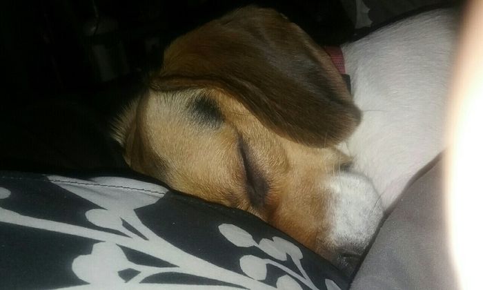 Spinoff: Show us your rescues!