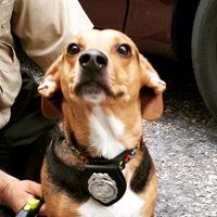 Spinoff: Show us your rescues!