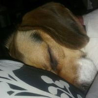 Spinoff: Show us your rescues!