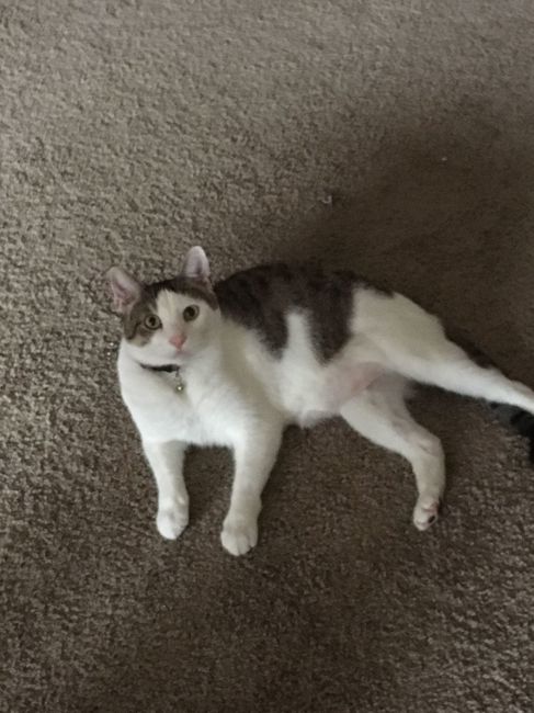 Show me your fur babies!