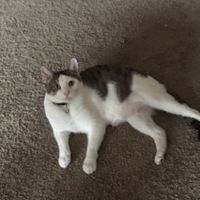 Show me your fur babies!