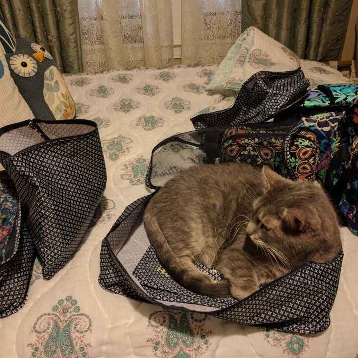 Nwr- show me your fur babies