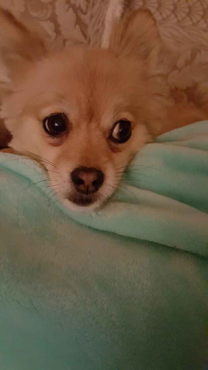 NWR: Show me your pups!