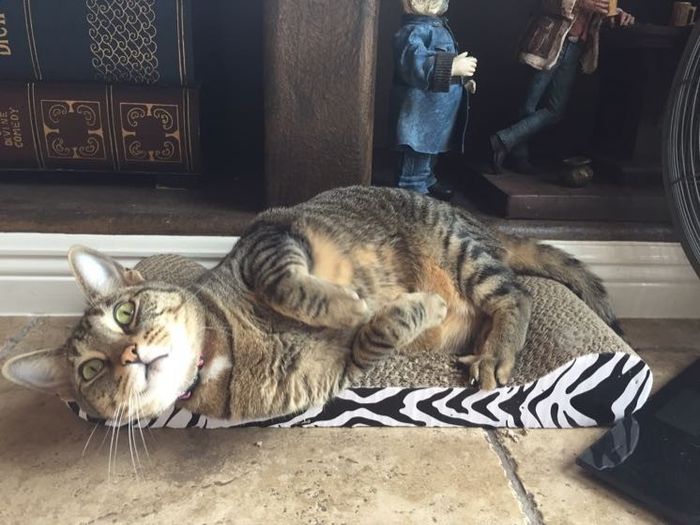 NWR: Tomorrow is National Cat Day!