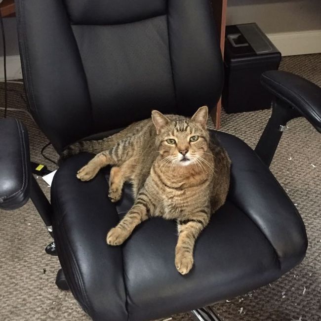 NWR: Tomorrow is National Cat Day!