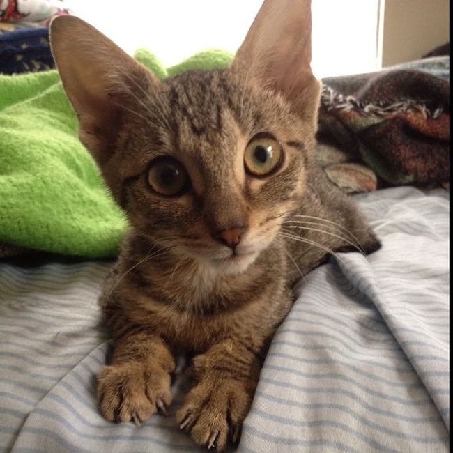 NWR: Tomorrow is National Cat Day!
