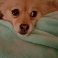 NWR: Show me your pups!