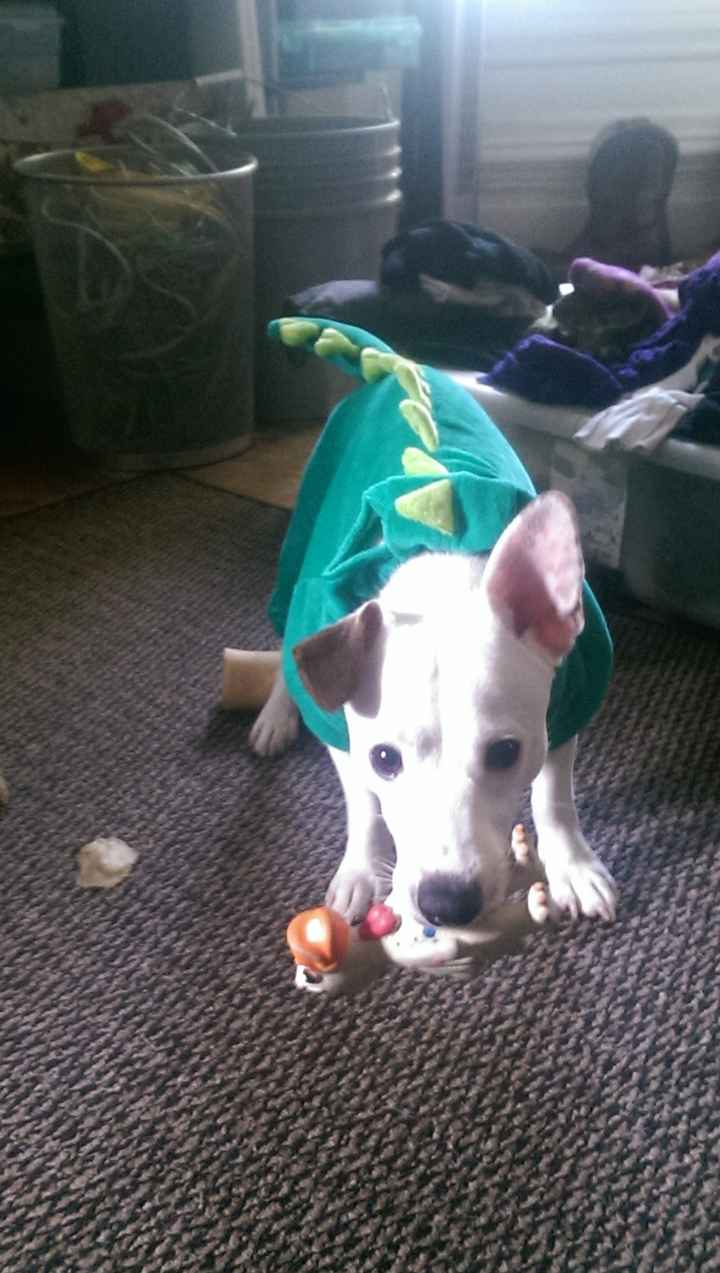 NWR: Pics of your pets :)