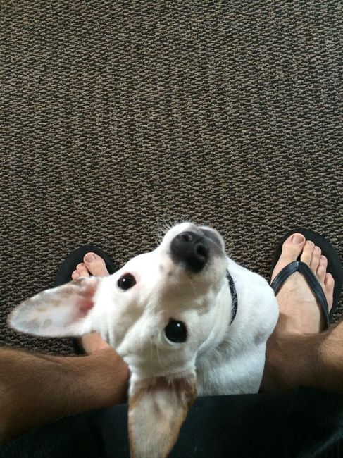 your fur babies baby pics- share'em if you got'em