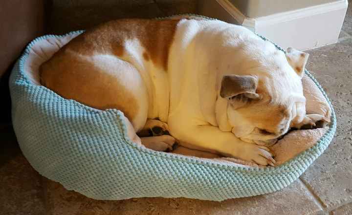 Show me your fur babies!