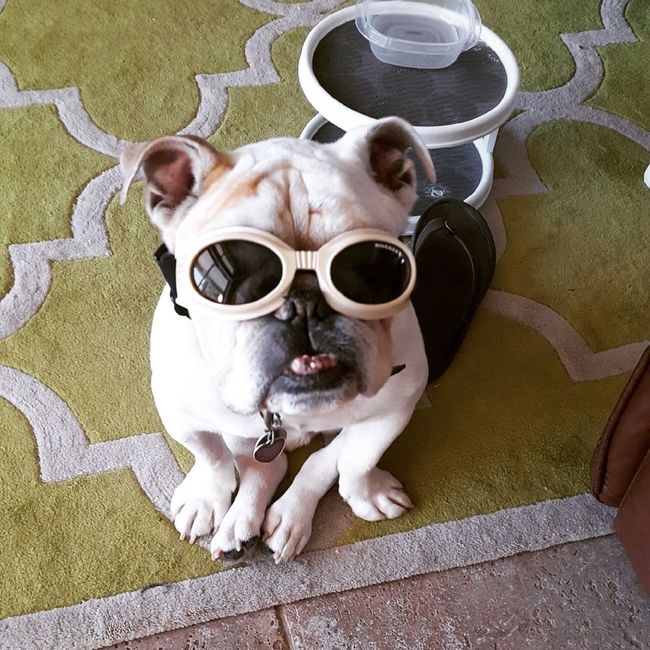 Nwr- show me your fur babies