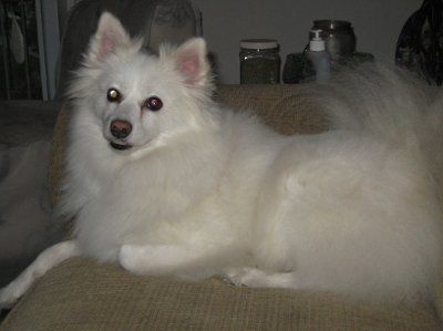 Let's see your pets!