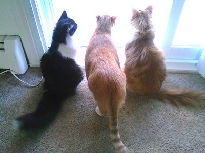 NWR - Furry babies