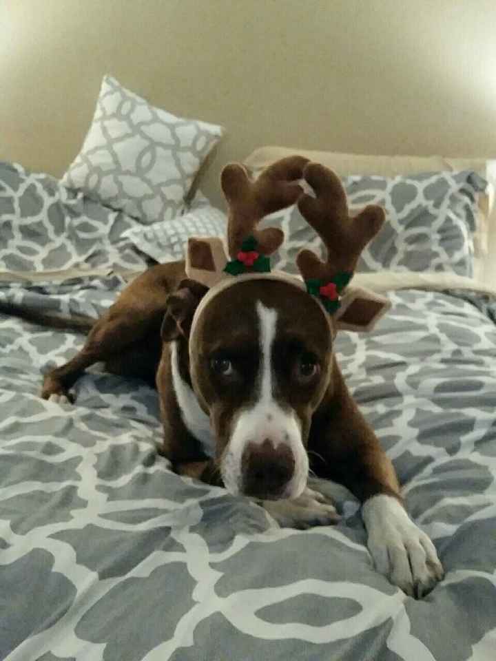 NWR - got a new puppy