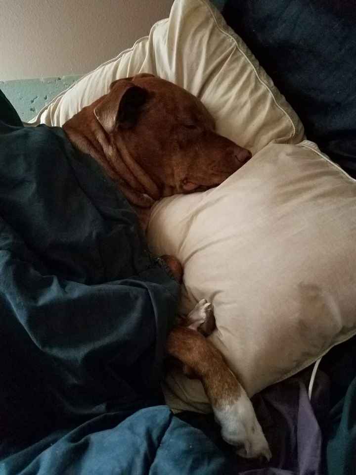 NWR: My pup thinks she's people. She's right. Show me your "people pups!"