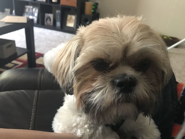 Furbaby pick me up