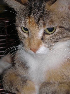 Let's see your pets!