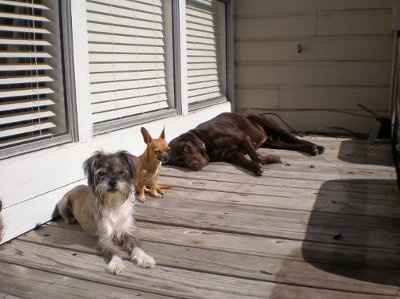 Let's see your pets!