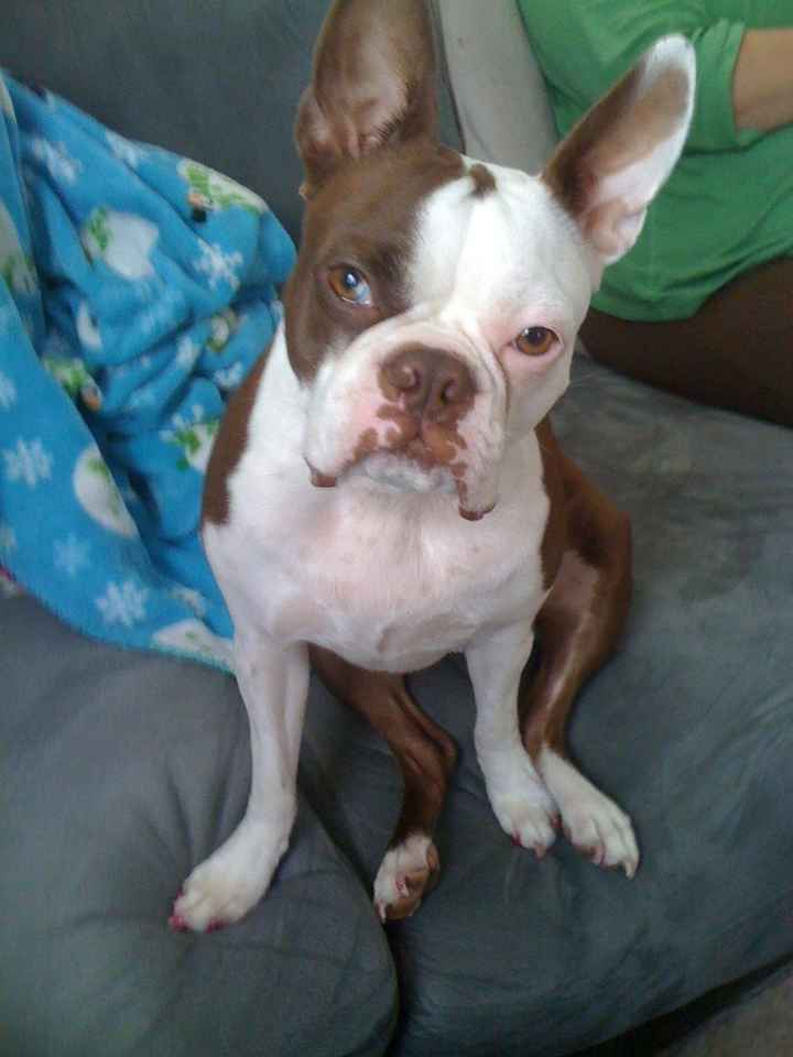 Keeping my mind of my wedding...Show me your dog:)!!**Pics