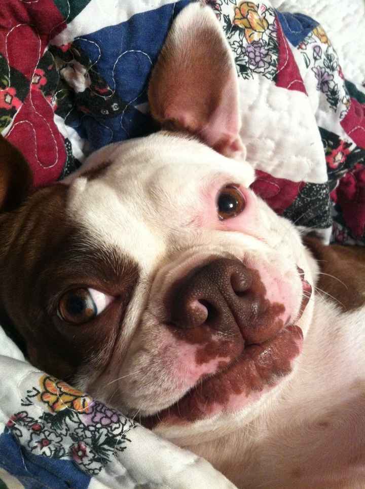 Keeping my mind of my wedding...Show me your dog:)!!**Pics