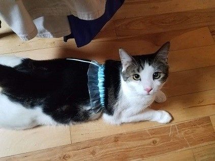 Kitty Tutu
