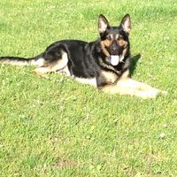 Since we are getting to know each other and everyone LOVES their fur babies!