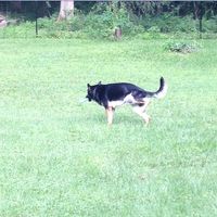 Since we are getting to know each other and everyone LOVES their fur babies!