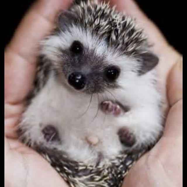 Cutest Thing You'll See All Day