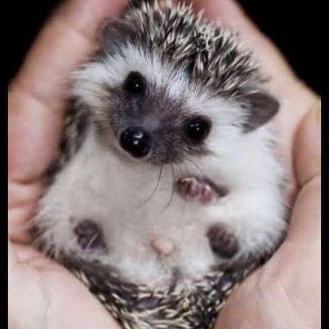 Cutest Thing You'll See All Day