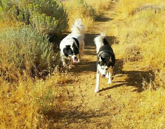 NWR: National Dog Day!