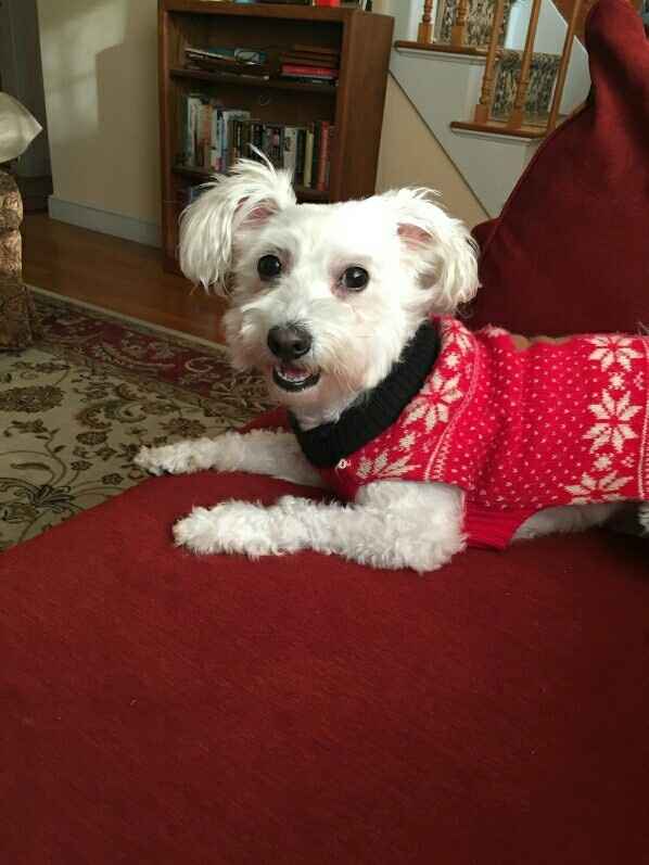 Pet PSA: No Holiday Plants!!!!!
