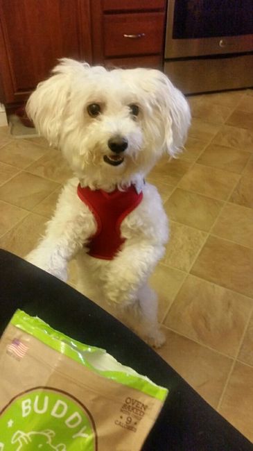 NWR: it's my dogs birthday!