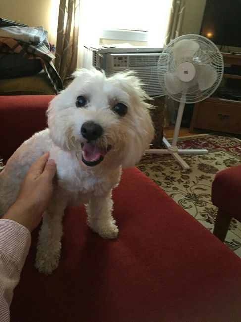 His humans are getting married!