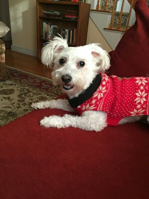 Pet PSA: No Holiday Plants!!!!!