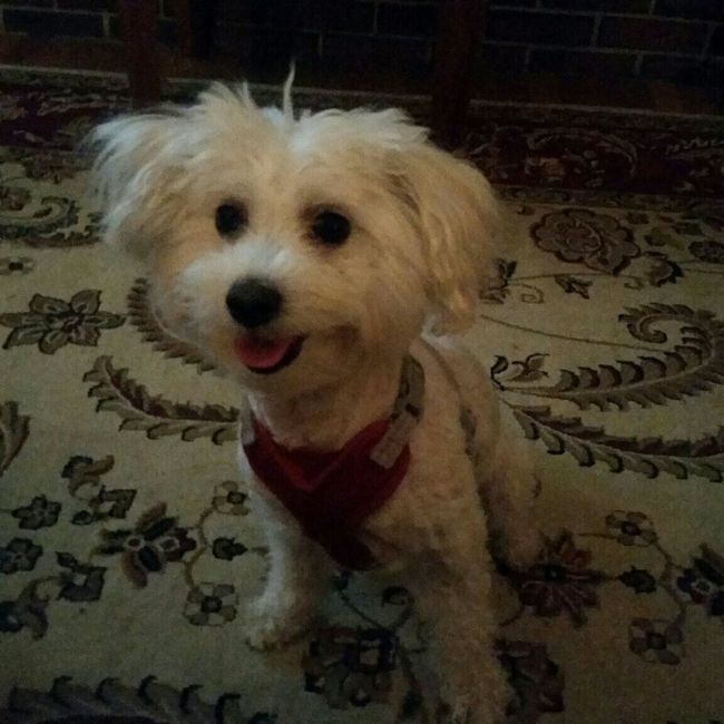 Positive thoughts and pictures of fluffy pets please