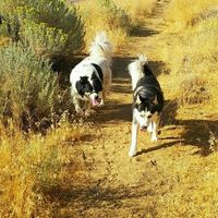 NWR: National Dog Day!