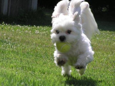 Let's see your pets!