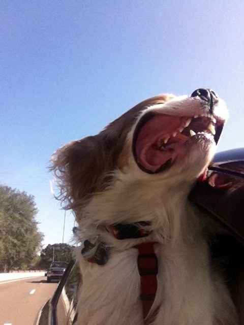 NWR: Losing our husky