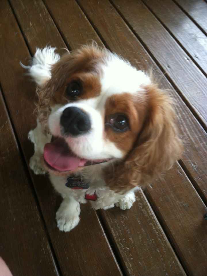 NWR: Losing our husky