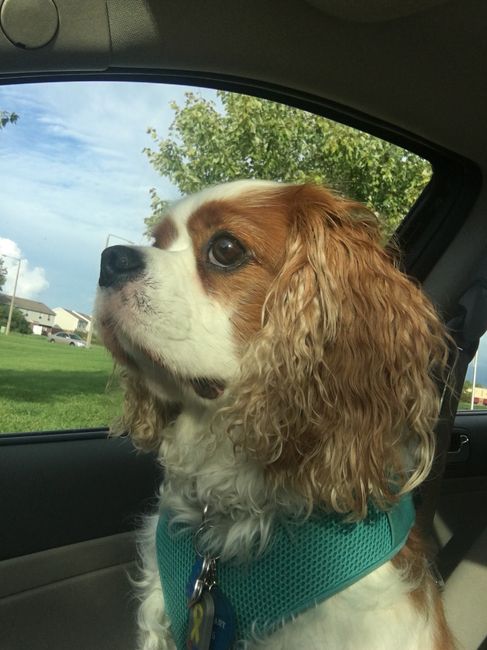 NWR: Furry Children