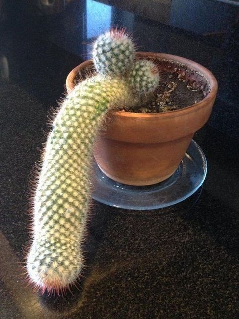 NSFW/NWR: Veggie Peen!!!!
