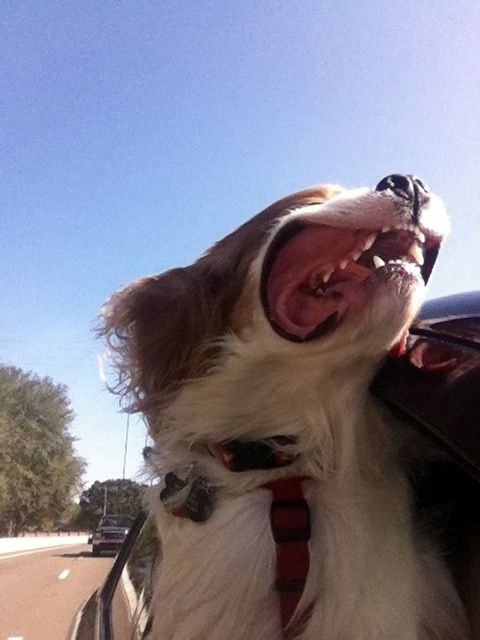 NWR: Losing our husky