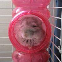 Let's see your pets!