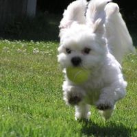 Let's see your pets!